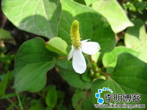 鱼腥草芦根饮